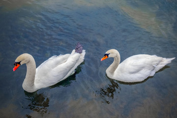 Beautiful white swans swimming on River Coln in Gloucestershire, England