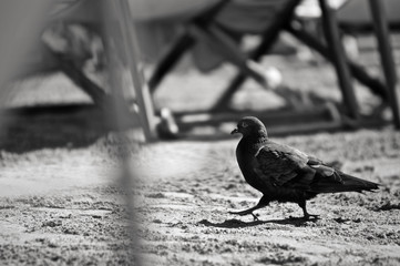 Bird walking through sand