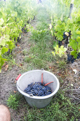 grapes picked from the vineyards in a bucket between vines