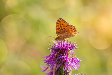 Schmetterling (Perlmutterfalter)