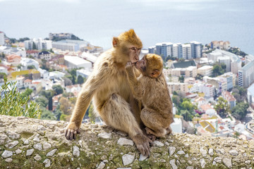 Obraz premium Gibraltar Apes - Barbary Macaque family in Gibraltar Nature Reserve