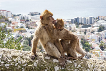 Obraz premium Gibraltar Apes - Barbary Macaque family in Gibraltar Nature Reserve