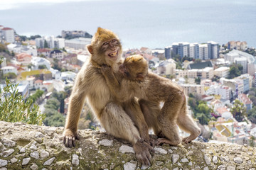 Naklejka premium Gibraltar Apes - Barbary Macaque family in Gibraltar Nature Reserve