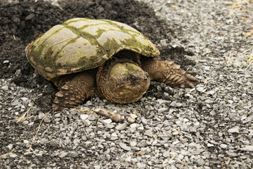 Obraz premium turtle on land