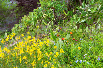 Blooming cactus on mountainside. Exotic flora of resort Blanes in summertime. Mountain of castle San Juan. Spanish beach resort Blanes in summertime, Costa Brava, Catalonia, Spain