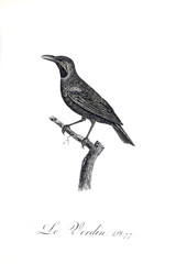 illustration of bird
