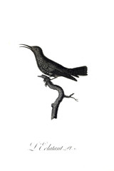illustration of bird
