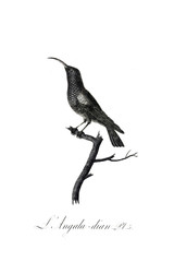 illustration of bird
