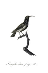 illustration of bird
