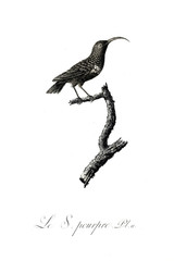 Fototapeta premium illustration of bird 