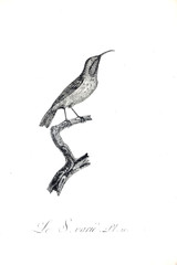 illustration of bird
