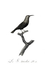 illustration of bird
