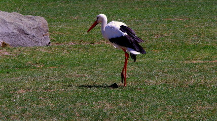 Idący biały bocian na łące