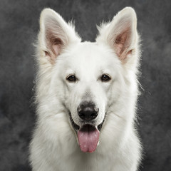 Studio portrait of a nice White Swiss Shepherd dog against neutral background