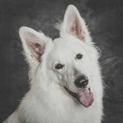 Obraz premium Studio portrait of a nice White Swiss Shepherd dog against neutral background
