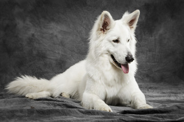 Obraz premium Studio portrait of a nice White Swiss Shepherd dog against neutral background