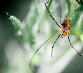 Araignée longues pattes