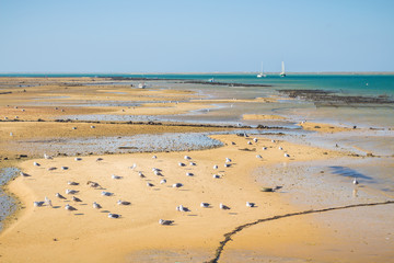 Culatra Island Beach