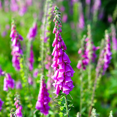 Close up of foxgloves amongst greenery © Sy Finch