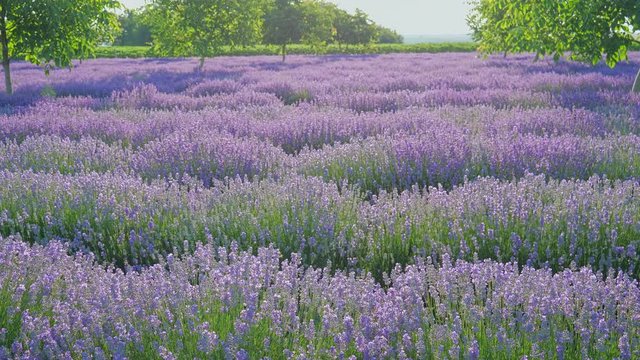 Beautiful Blooming Lavender Flowers. Lavender Season in rural countryside Provence. Personal view of walking on a field with lavender plants at sunrise. Personal perspective of view, Steady cam shot. 