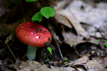 Missouri Wild Mushrooms