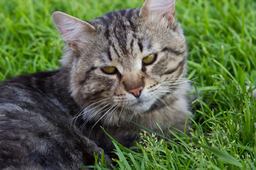 Naklejka na ściany i meble Grey furry long-haired cat resting on the green grass in the afternoon in summer Siberian cat with green eyes close-up