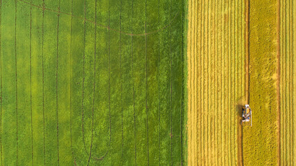 Combine harvester machine with rice farm.Aerial view and top view. Beautiful nature background.