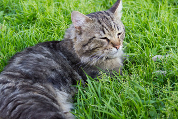 Grey furry long-haired cat resting on the green grass in the afternoon in summer Siberian cat with green eyes close-up