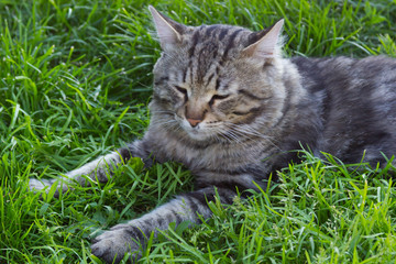Naklejka na ściany i meble Grey furry long-haired cat resting on the green grass in the afternoon in summer Siberian cat with green eyes close-up
