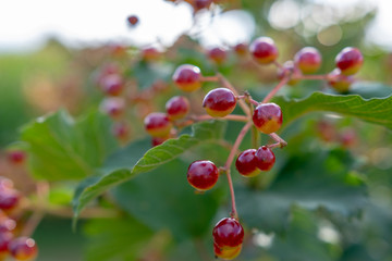 Beeren