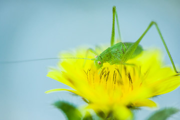 Sauterelle verte sur fleur jaune