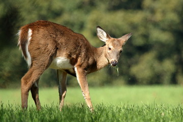 A yearling Whitetail Fawn grazes in a field at the edge of a small woodlot.
