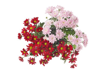 Flower bouquet background. Aster and chamomile. Isolated.