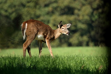 A yearling Whitetail Fawn grazes in a field at the edge of a small woodlot.

