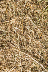 Hintergrund Stroh