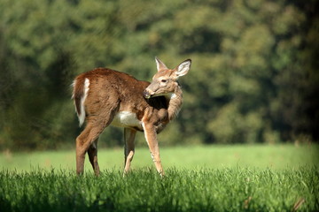 A yearling Whitetail Fawn grazes in a field at the edge of a small woodlot.
