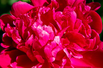 Close-up of beautiful pink peony flower