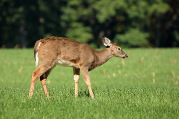 Naklejka na ściany i meble A yearling Whitetail Fawn grazes in a field at the edge of a small woodlot. 