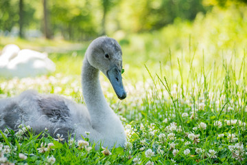 One yong swan stting in a grass field