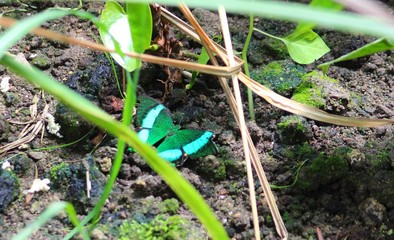 papillon vert et bleu lumineux dans sa serre