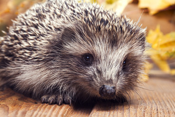 Young hedgehog in autumn leaves