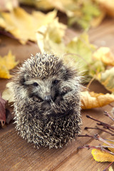 Young hedgehog in autumn leaves