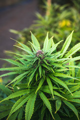 Outdoor Cannabis Flowers