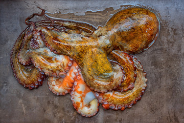 Whole raw octopus on a black stone table. Concept- healthy food, fresh seafood