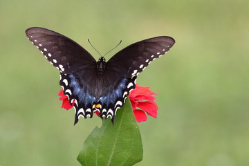 A Black Swallowtail Butterfly feeds on brightly colored heirloom zinnia flowers in my garden on a summer day.