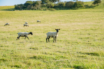 White body black head sheep walking around