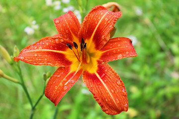 Tiger lily with water drops after the rain