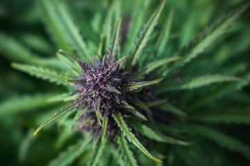 Outdoor Cannabis Flower