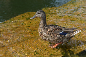 Duck on big light brown underwater stone 