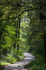 A winding narrow road in a deciduous forest forest. Selective focus.
